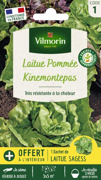 Potagères - Laitue Pommée Kinemontepas + échantillon Sagess - face recto
